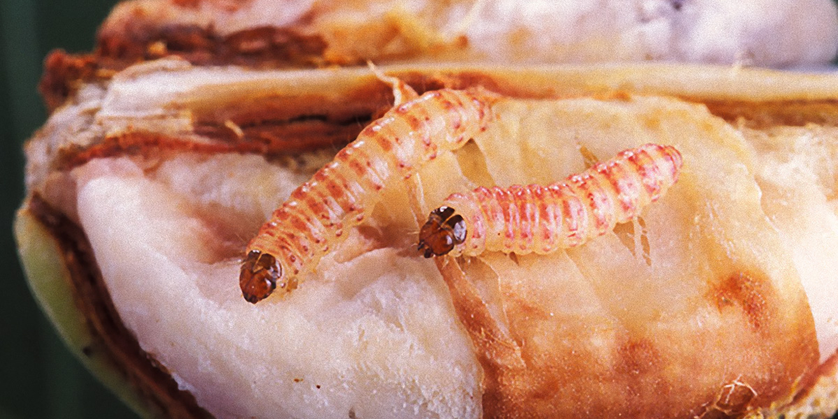Pink Bollworm 1200x600